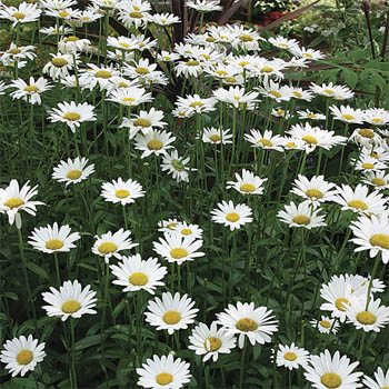 planting shasta daisy seeds outdoors Shasta Daisy