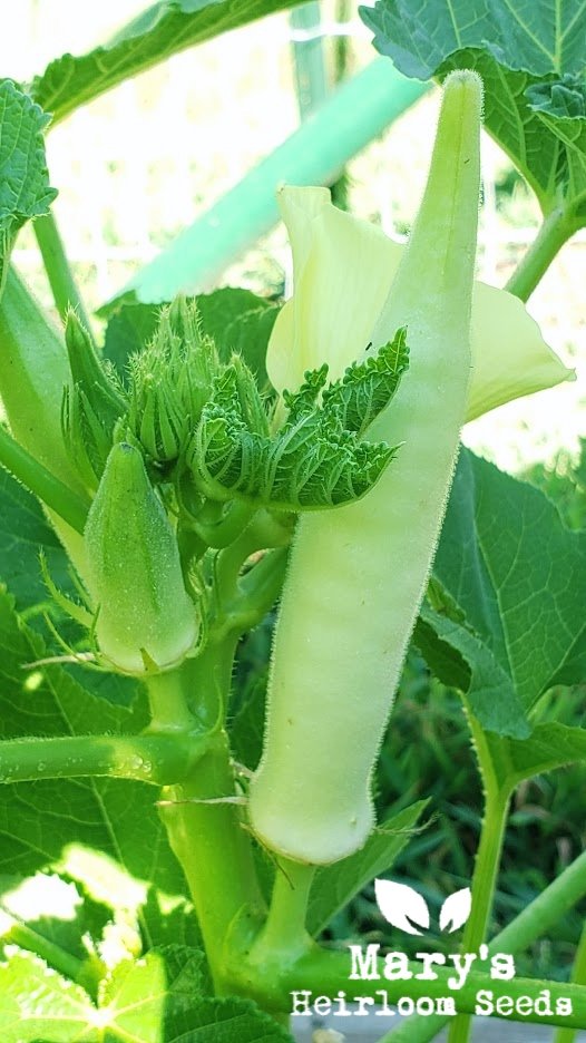 Silver Queen Okra