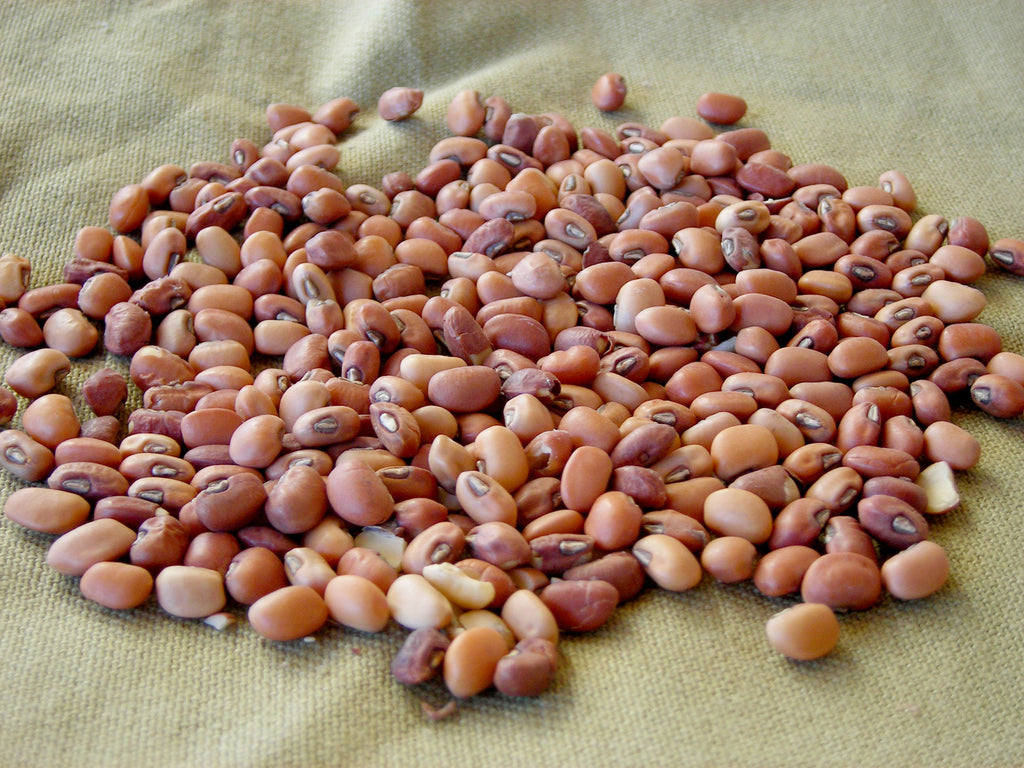 Iron and Clay Southern Pea