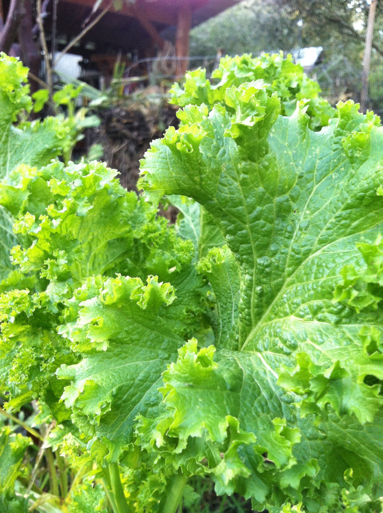 Southern Giant Curled Mustard Microgreen Seeds – Heirloom, Non-GMO, Sprouting