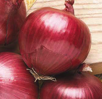 Southport Red Globe Onion