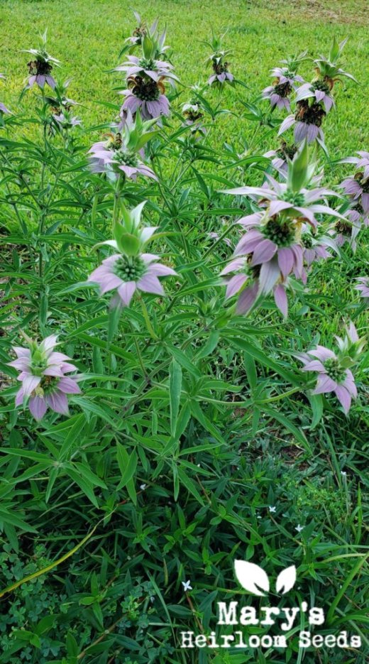 bee bomb flower seeds Spotted Bee Balm