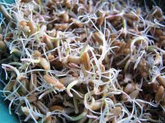 Rye Seeds
