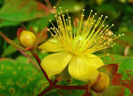 st john's wort plant seeds ST. JOHN'S WORT