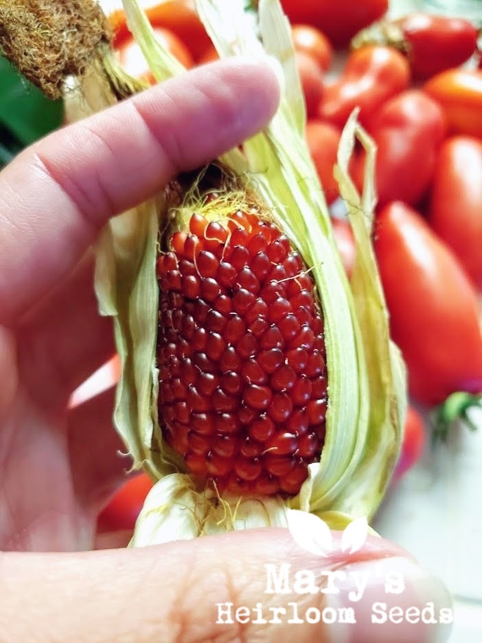 strawberry heirloom seeds Strawberry Popcorn
