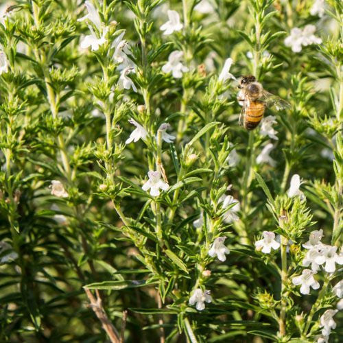 summer savory plant Summer Savory – Mary's Heirloom Seeds