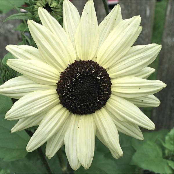 white sunflower seeds to plant Italian White Sunflower