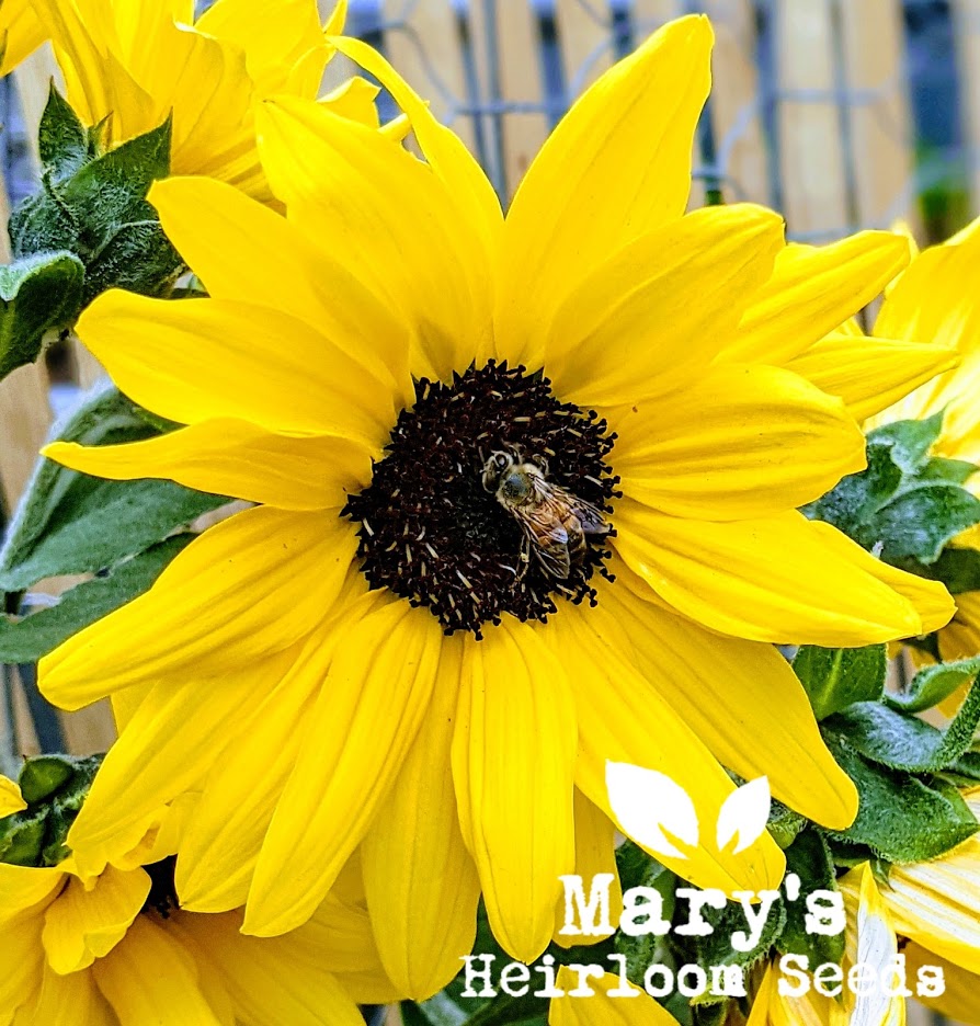 heirloom sunflower seeds for planting Pollinator Garden Seed Combo – Mary's Heirloom Seeds