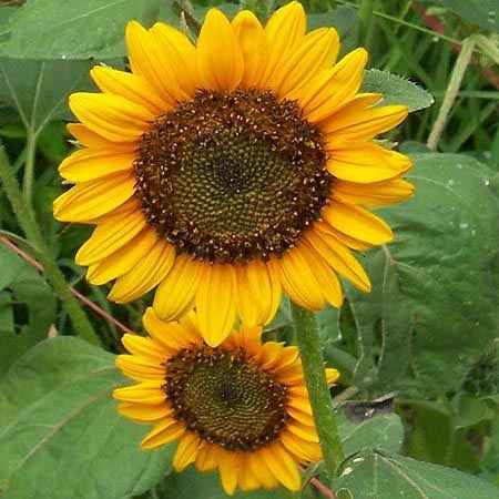 Sunflower, Dwarf Sunspot – Mary's Heirloom Seeds