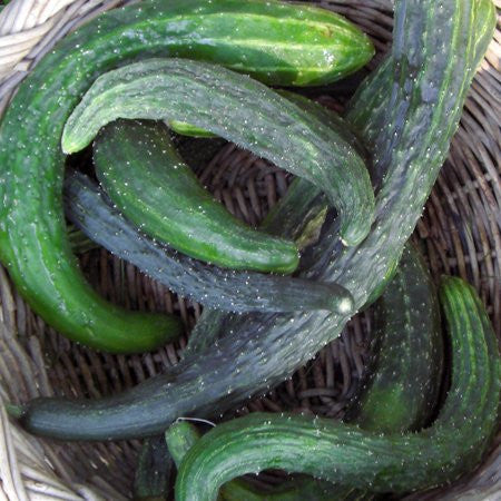 Mary's Heirloom Seeds Suyo Long Cucumber - Thumbnail 2