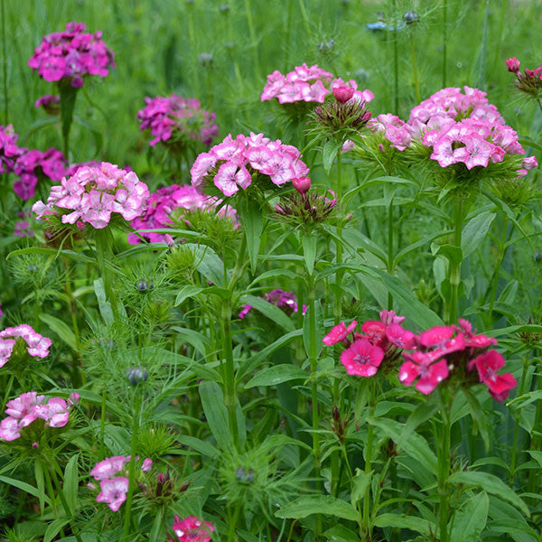 sweet william flower seeds Sweet William Mix