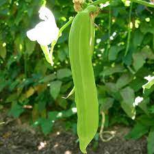 Akanata Mame Sword Bean