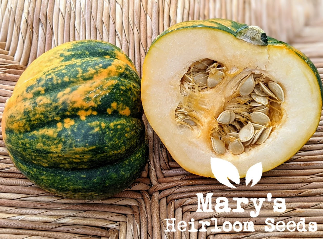 Mary's Heirloom Seeds Table Queen Acorn Squash