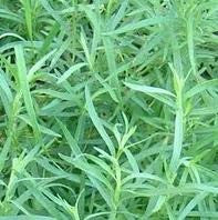 Tarragon