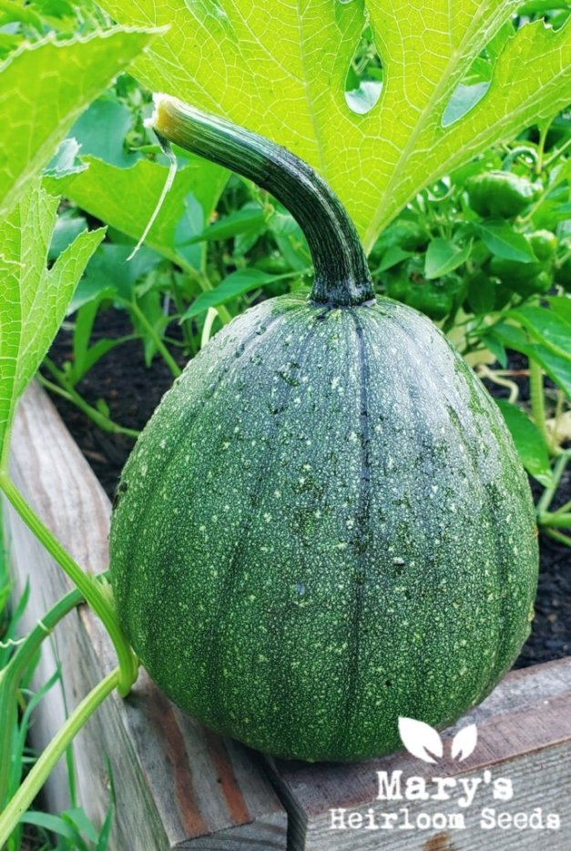 Tatume Squash