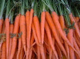 Tendersweet Carrot BULK