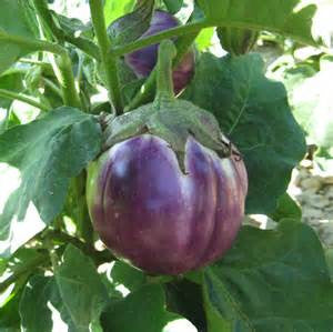 Rotonda Bianca Sfumata Eggplant
