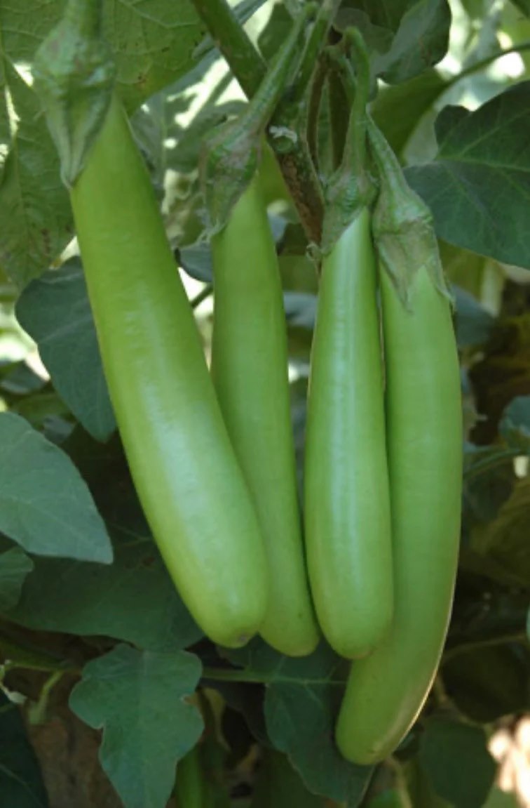 brinjal plant from seed Thai Long Green Eggplant – Mary's Heirloom Seeds