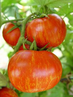 tiger lily tomatoes Tigerella Striped Tomato