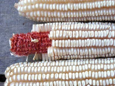 Tennessee Red Cob Corn