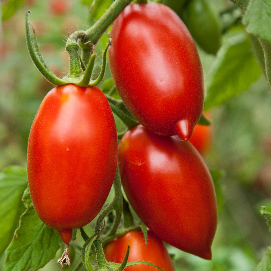 Amish Paste Tomato