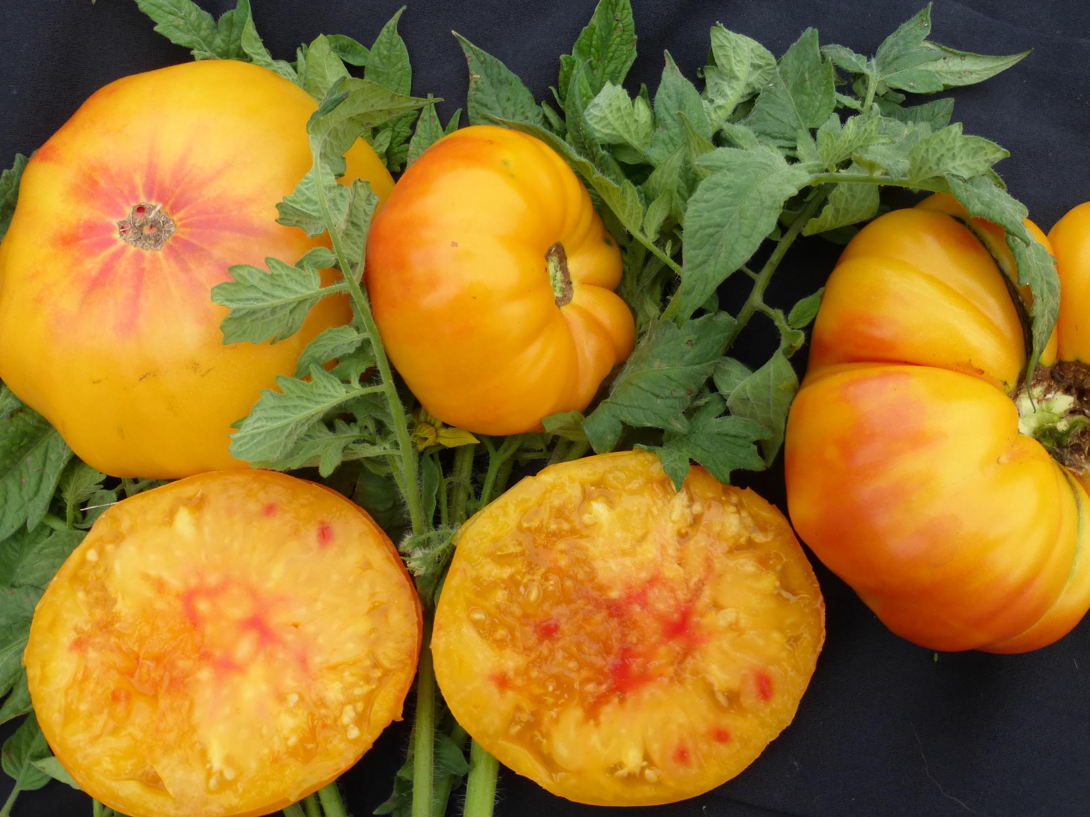 Georgia Streak Tomato – Mary's Heirloom Seeds
