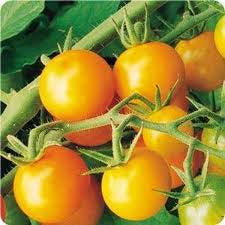 Blondkopfchen Tomato