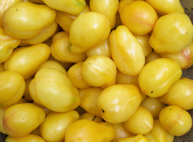 Yellow Bell Tomato