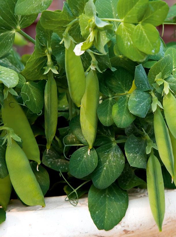 Tom Thumb Garden Pea