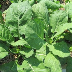 Vates Collards