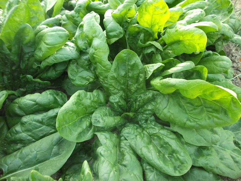 Monstrueux De Viroflay Spinach
