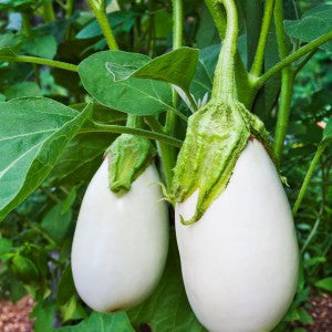 White Beauty Eggplant