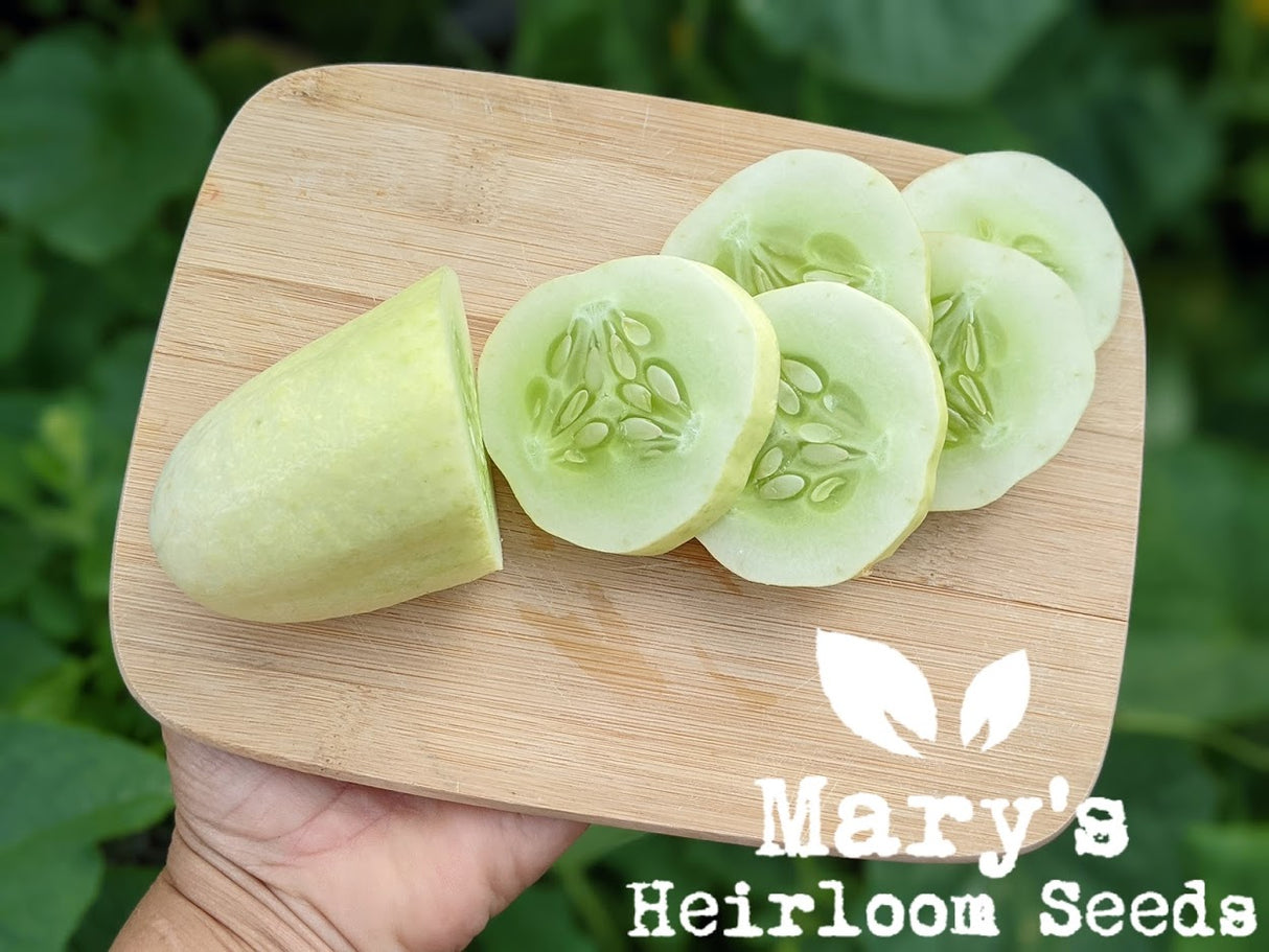 White Wonder Cucumber