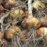 White Sweet Spanish Onion BULK Seeds