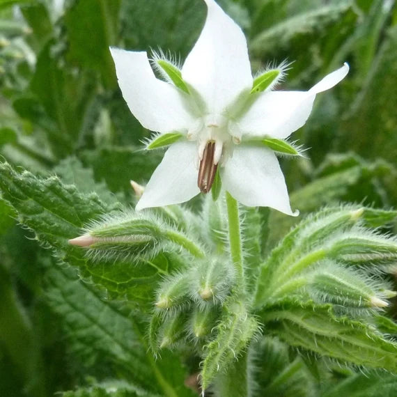 white flower seeds White Borage – Mary's Heirloom Seeds