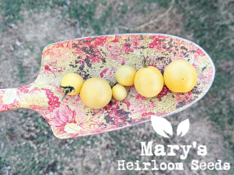 White Cherry Tomato