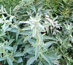 White Sage