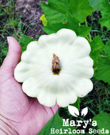 White Scallop Squash