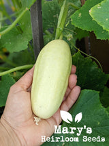White Wonder Cucumber