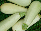 Trieste White Zucchini