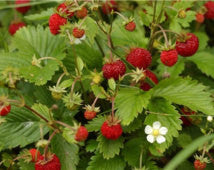 florida strawberry seeds Wild Strawberry