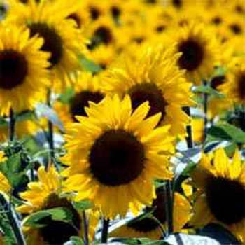Sunflower, Wild
