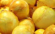 Yellow Of Parma Onion