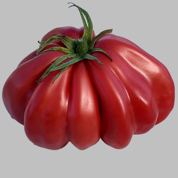 tomato Zapotec Oaxacan Ribbed Tomato – Mary's Heirloom Seeds