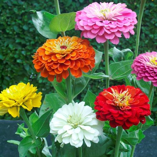 Zinnia, Dahlia Flowered