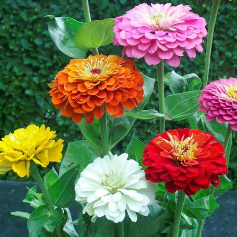 Zinnia, Dahlia Flowered