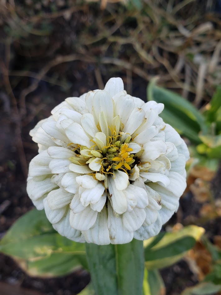 Zinnia Mix – Mary's Heirloom Seeds
